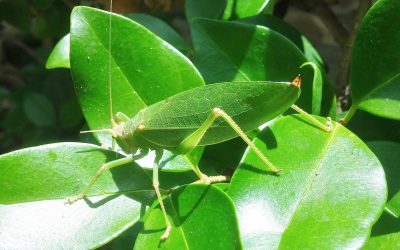 Mimicry: Use It To Be a Better Leader