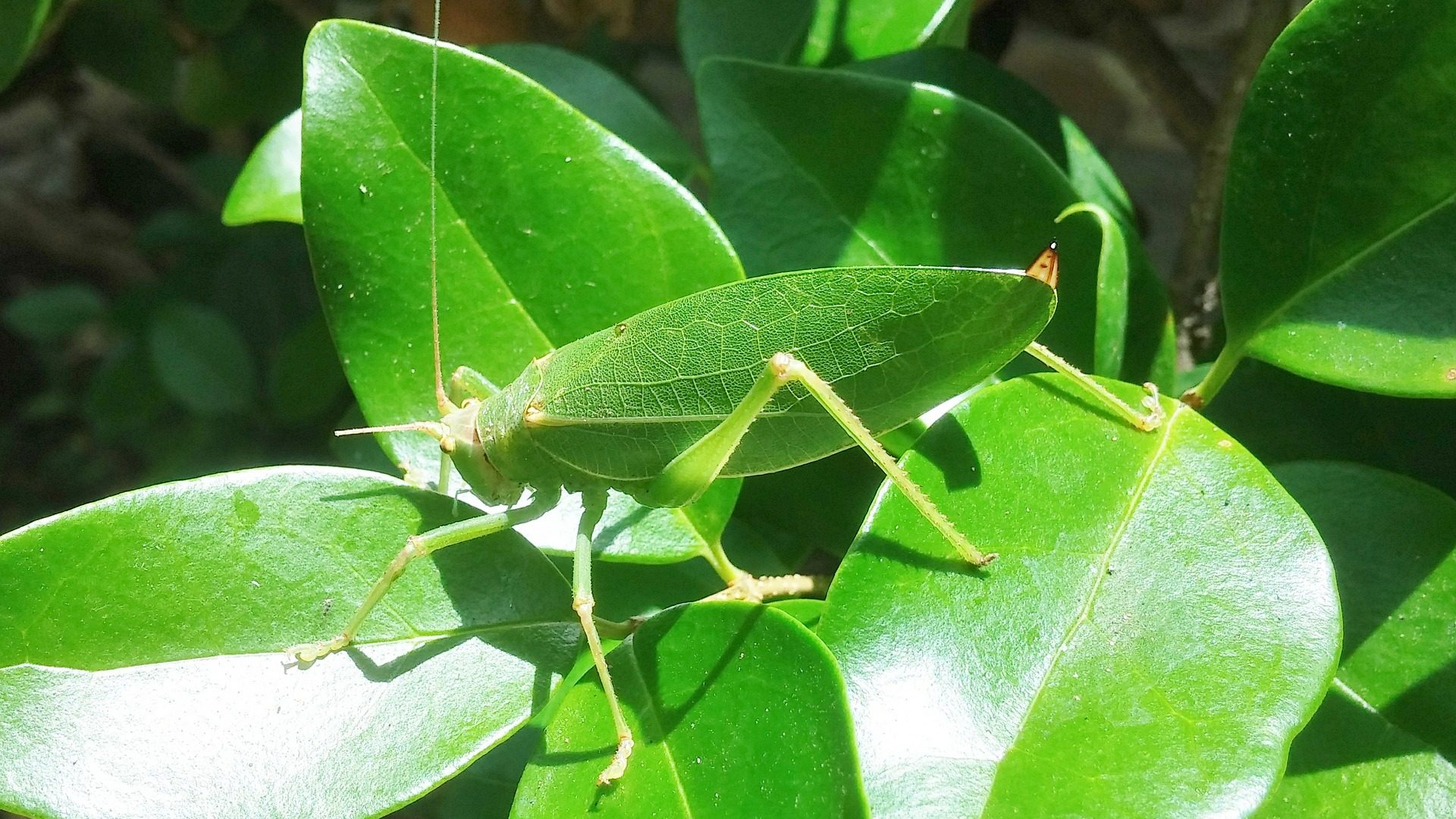 Credit: https://everwideningcircles.com/2018/07/20/amazing-insects-using-mimicry/